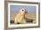 Grey Seal Pup on Beach-null-Framed Photographic Print