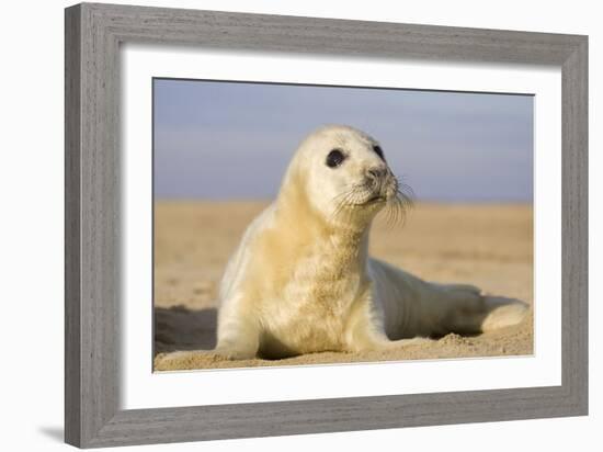 Grey Seal Pup on Beach-null-Framed Photographic Print