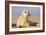 Grey Seal Pup on Beach-null-Framed Photographic Print