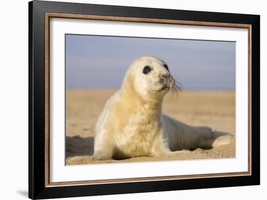 Grey Seal Pup on Beach-null-Framed Photographic Print