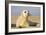 Grey Seal Pup on Beach-null-Framed Photographic Print