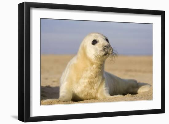 Grey Seal Pup on Beach-null-Framed Photographic Print