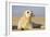 Grey Seal Pup on Beach-null-Framed Photographic Print