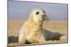 Grey Seal Pup on Beach-null-Mounted Photographic Print