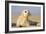 Grey Seal Pup on Beach-null-Framed Photographic Print