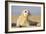 Grey Seal Pup on Beach-null-Framed Photographic Print