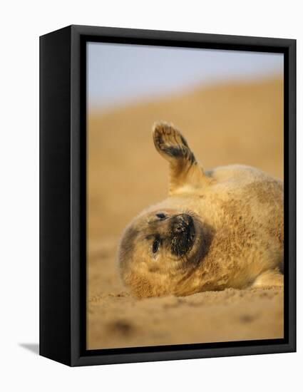 Grey Seal Pup 'Waving' Paw, England, UK-Niall Benvie-Framed Premier Image Canvas