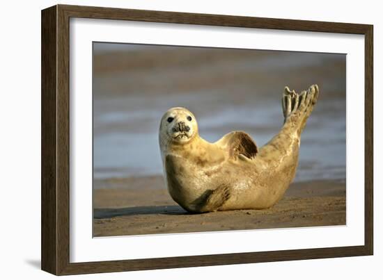 Grey Seal Resting on Beach Stretching it's Body-null-Framed Photographic Print