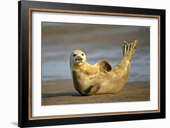 Grey Seal Resting on Beach Stretching it's Body-null-Framed Photographic Print