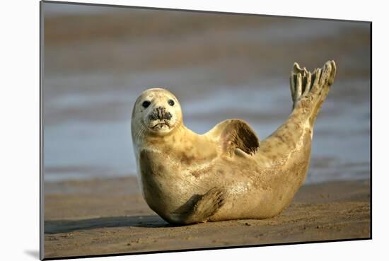 Grey Seal Resting on Beach Stretching it's Body-null-Mounted Photographic Print