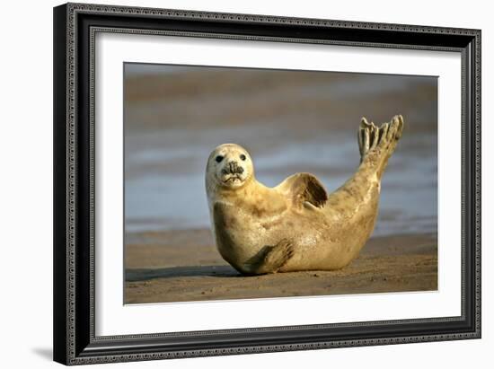 Grey Seal Resting on Beach Stretching it's Body-null-Framed Photographic Print