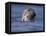 Grey Seal Watching from Water-Niall Benvie-Framed Premier Image Canvas