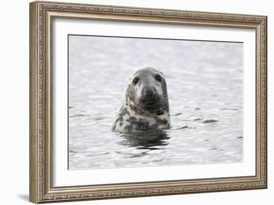 Grey Seal-null-Framed Photographic Print