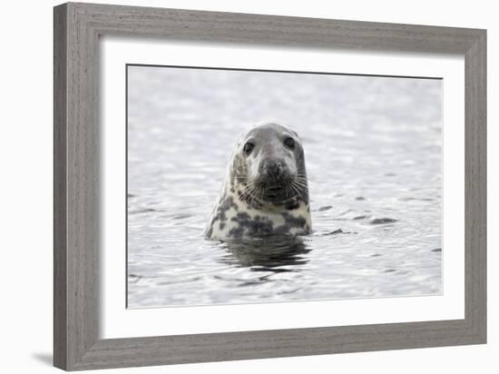 Grey Seal-null-Framed Photographic Print