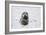 Grey Seal-null-Framed Photographic Print