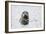 Grey Seal-null-Framed Photographic Print