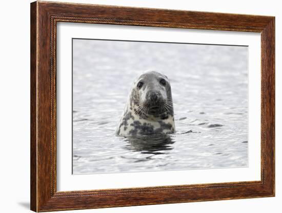 Grey Seal-null-Framed Photographic Print