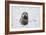 Grey Seal-null-Framed Photographic Print