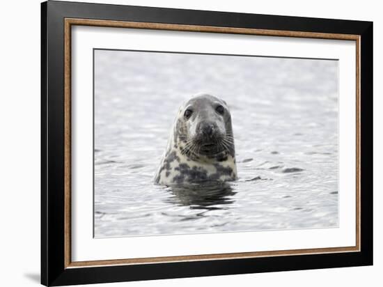 Grey Seal-null-Framed Photographic Print