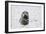 Grey Seal-null-Framed Photographic Print