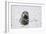 Grey Seal-null-Framed Photographic Print