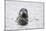 Grey Seal-null-Mounted Photographic Print