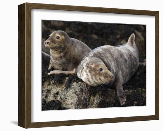 Grey Seals, Farne Islands, Seahouses, Northumberland, England, United Kingdom-Toon Ann & Steve-Framed Photographic Print