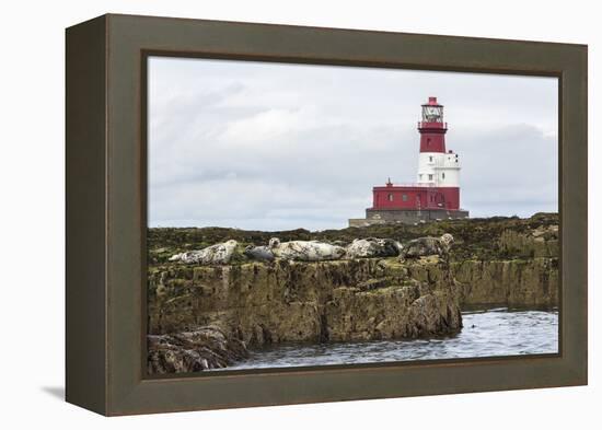 Grey seals (Halichoerus grypus) near Longstone lighthouse, Longstone Rock, Farne Islands, Northumbe-Ann and Steve Toon-Framed Premier Image Canvas