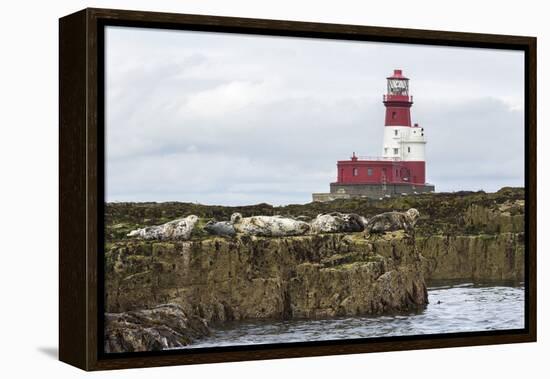 Grey seals (Halichoerus grypus) near Longstone lighthouse, Longstone Rock, Farne Islands, Northumbe-Ann and Steve Toon-Framed Premier Image Canvas