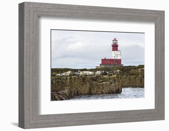 Grey seals (Halichoerus grypus) near Longstone lighthouse, Longstone Rock, Farne Islands, Northumbe-Ann and Steve Toon-Framed Photographic Print