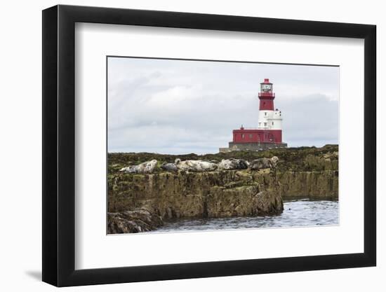 Grey seals (Halichoerus grypus) near Longstone lighthouse, Longstone Rock, Farne Islands, Northumbe-Ann and Steve Toon-Framed Photographic Print