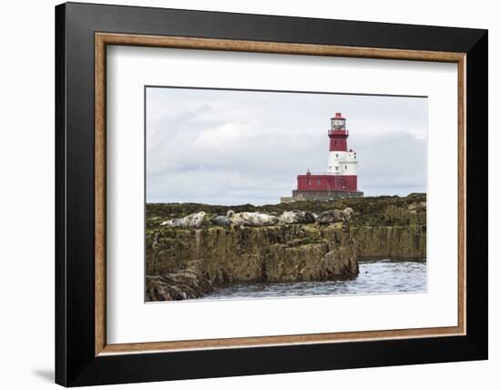 Grey seals (Halichoerus grypus) near Longstone lighthouse, Longstone Rock, Farne Islands, Northumbe-Ann and Steve Toon-Framed Photographic Print