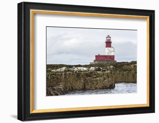 Grey seals (Halichoerus grypus) near Longstone lighthouse, Longstone Rock, Farne Islands, Northumbe-Ann and Steve Toon-Framed Photographic Print