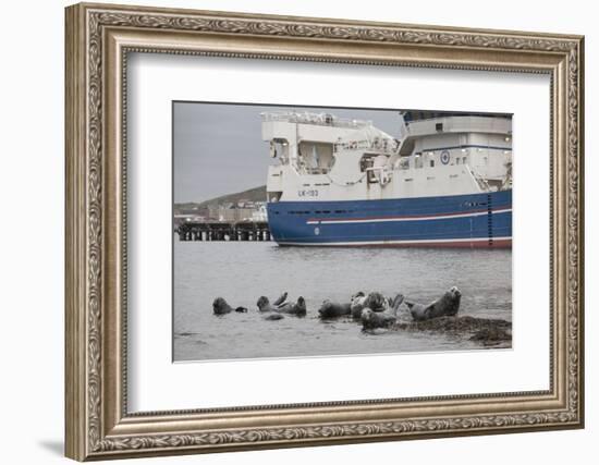 Grey Seals (Halichoerus Grypus) on Haul Out in Fishing Harbour with Ferry in the Background-Peter Cairns-Framed Photographic Print