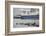 Grey Seals (Halichoerus Grypus) on Haul Out in Fishing Harbour with Ferry in the Background-Peter Cairns-Framed Photographic Print