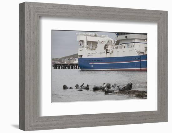 Grey Seals (Halichoerus Grypus) on Haul Out in Fishing Harbour with Ferry in the Background-Peter Cairns-Framed Photographic Print