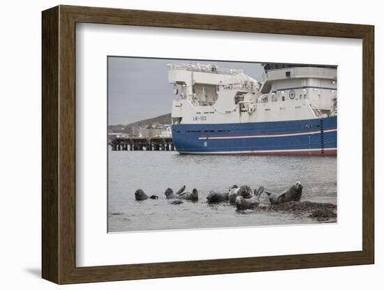 Grey Seals (Halichoerus Grypus) on Haul Out in Fishing Harbour with Ferry in the Background-Peter Cairns-Framed Photographic Print