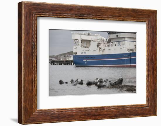 Grey Seals (Halichoerus Grypus) on Haul Out in Fishing Harbour with Ferry in the Background-Peter Cairns-Framed Photographic Print