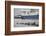 Grey Seals (Halichoerus Grypus) on Haul Out in Fishing Harbour with Ferry in the Background-Peter Cairns-Framed Photographic Print