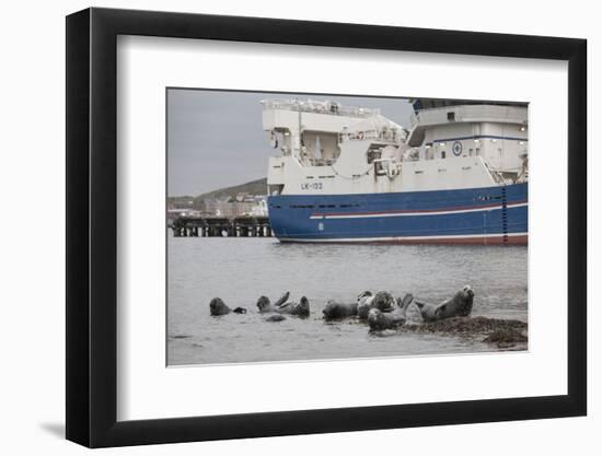 Grey Seals (Halichoerus Grypus) on Haul Out in Fishing Harbour with Ferry in the Background-Peter Cairns-Framed Photographic Print