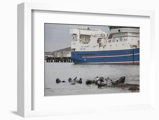 Grey Seals (Halichoerus Grypus) on Haul Out in Fishing Harbour with Ferry in the Background-Peter Cairns-Framed Photographic Print