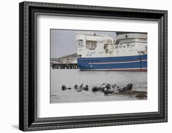 Grey Seals (Halichoerus Grypus) on Haul Out in Fishing Harbour with Ferry in the Background-Peter Cairns-Framed Photographic Print