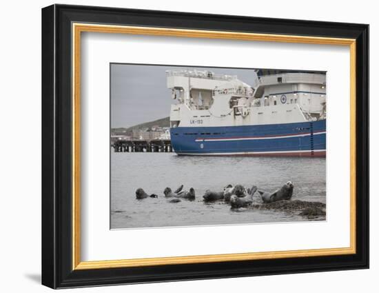 Grey Seals (Halichoerus Grypus) on Haul Out in Fishing Harbour with Ferry in the Background-Peter Cairns-Framed Photographic Print