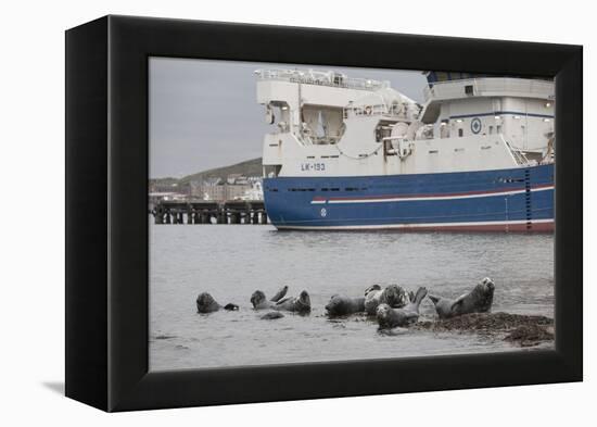 Grey Seals (Halichoerus Grypus) on Haul Out in Fishing Harbour with Ferry in the Background-Peter Cairns-Framed Premier Image Canvas