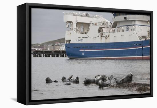 Grey Seals (Halichoerus Grypus) on Haul Out in Fishing Harbour with Ferry in the Background-Peter Cairns-Framed Premier Image Canvas