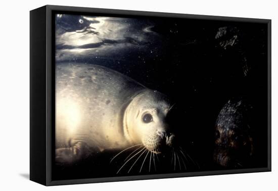 Grey Seals Halichoerus Grypus under Water-Darroch Donald-Framed Premier Image Canvas