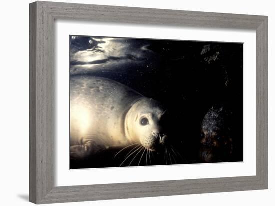 Grey Seals Halichoerus Grypus under Water-Darroch Donald-Framed Photographic Print