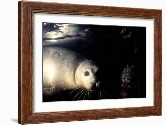 Grey Seals Halichoerus Grypus under Water-Darroch Donald-Framed Photographic Print