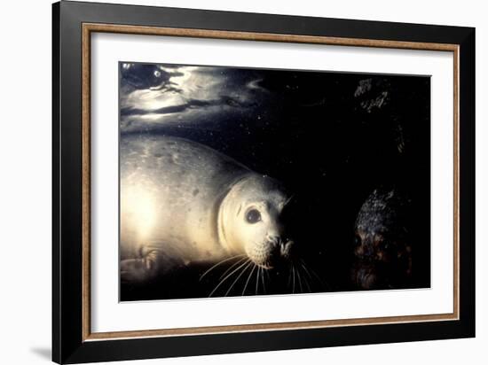 Grey Seals Halichoerus Grypus under Water-Darroch Donald-Framed Photographic Print