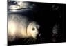 Grey Seals Halichoerus Grypus under Water-Darroch Donald-Mounted Photographic Print